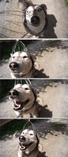 挠头这种东西其实一开始我是拒绝的.哈士奇二货,搞笑gif动态图