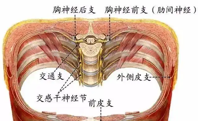 脊柱神经图谱