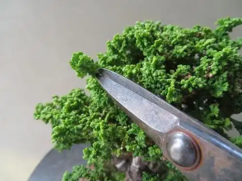 爱木盆景|微型石化桧整型保养,盆景小细节不容忽视