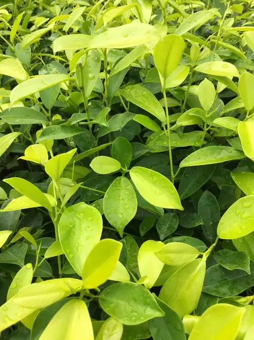 黄金榕 - 啊达园艺