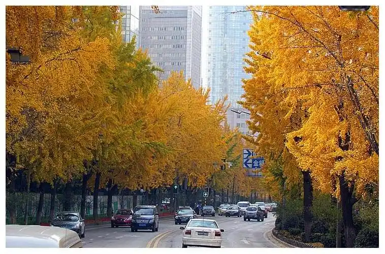 各地区园林绿化常用行道树种