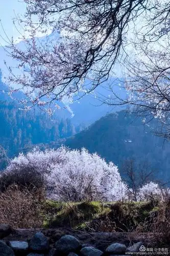 随处可见生长了近百年的野生桃树,让你感觉穿越到了过去!