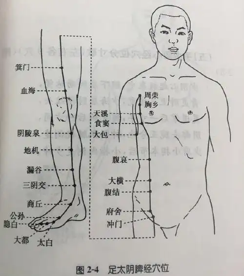 足太阴脾经穴位分寸歌