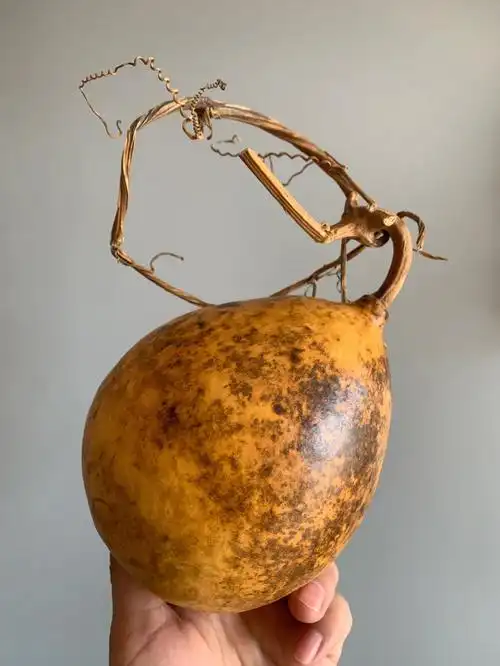 画皮小瓢瓜葫芦