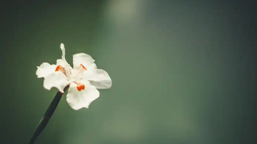 唯美图片大全_唯美意境图片_意境漂亮图片_唯美漂亮素材 - 精品素材库