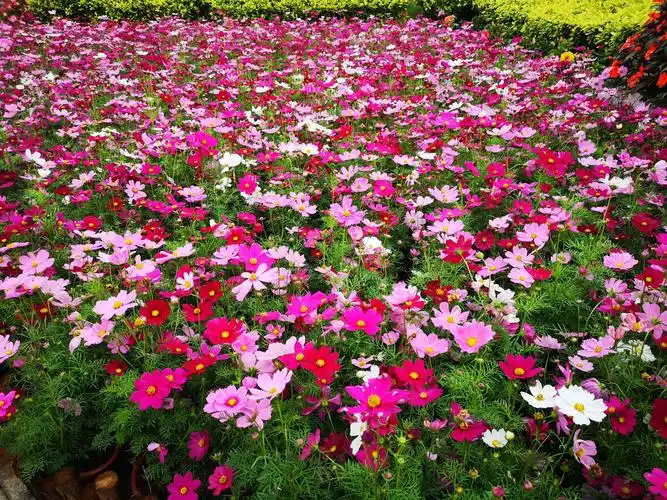 2020云台花园波斯菊主题花展