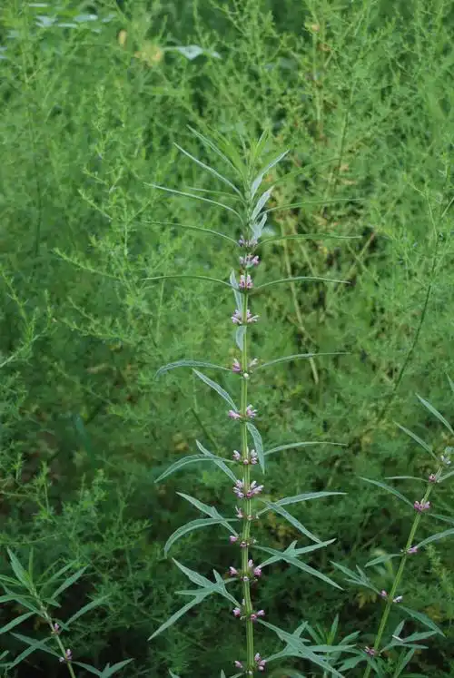 唇形科植物——茺蔚子