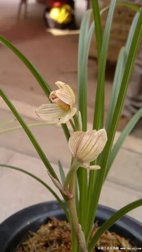 水晶荷瓣.请欣赏!-莲瓣篇-中国兰花交易网社区
