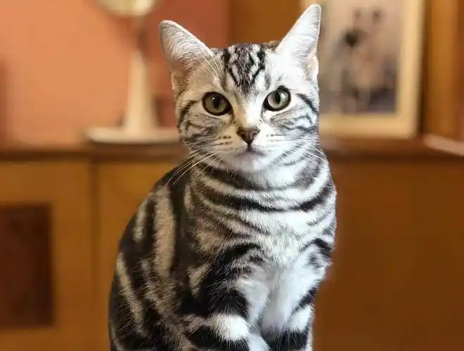 美国短毛猫