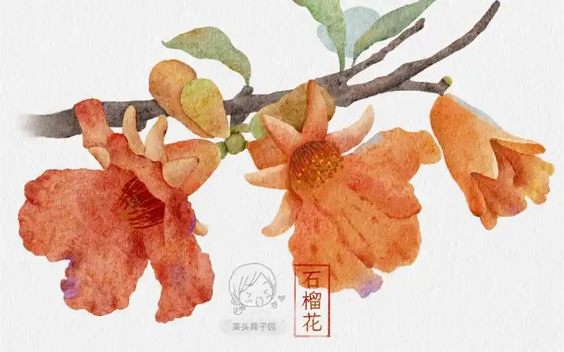 活动  ipad水彩|石榴花(绘画过程)