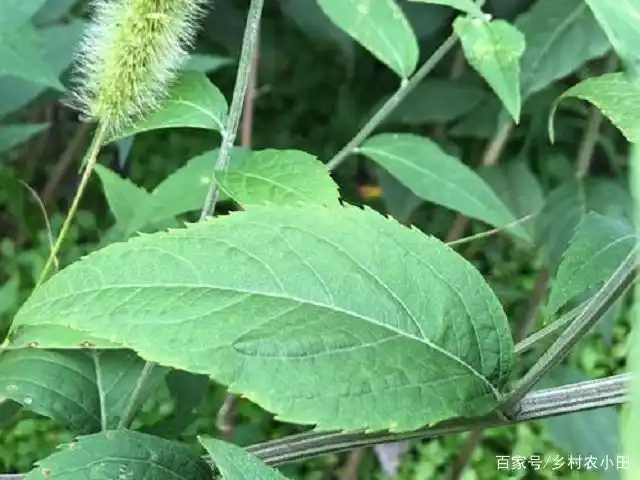 这种植物人称"六月霜"过去农村当杂草,如今成抢手货,你见过吗