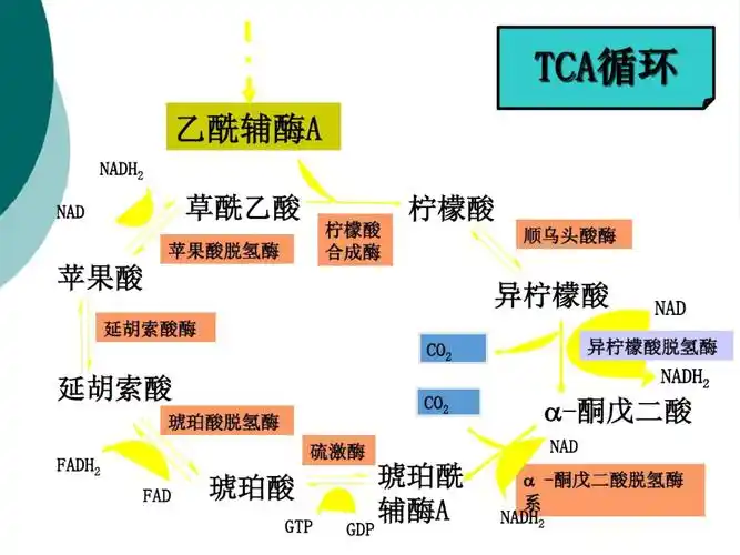 丙酮酸脱氢酶系多酶复合物