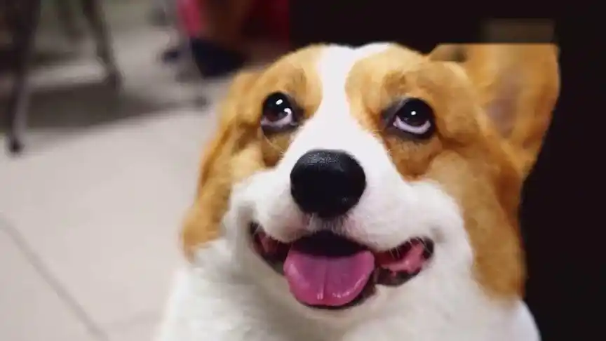 这口水流的也太夸张了,小柯基也太可爱了 还会翻白眼!