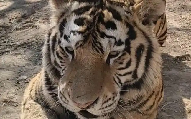 眉清目秀的大脑斧