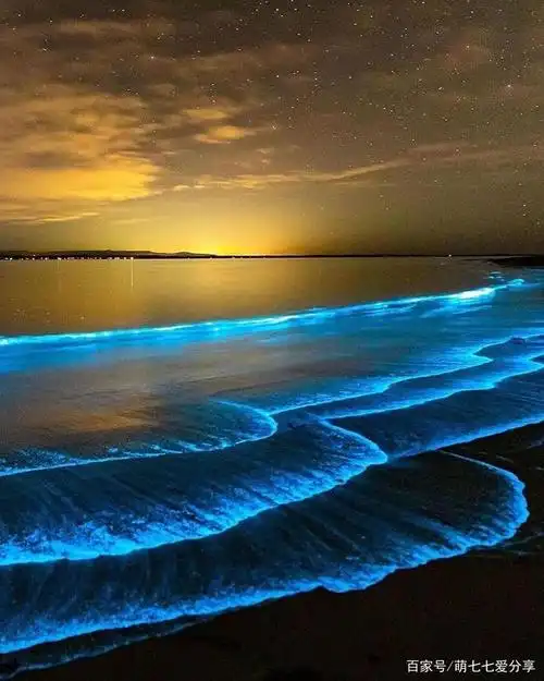 夜光藻(noctiluca scintillans)是甲藻门的一个海产属.