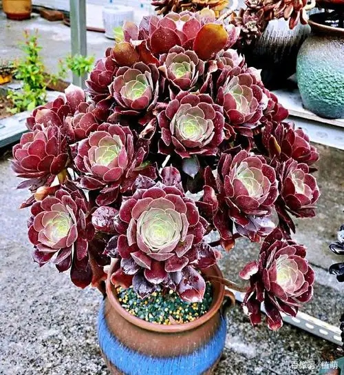 给多肉法师换盆,提前了解这几点,不用担心不服盆