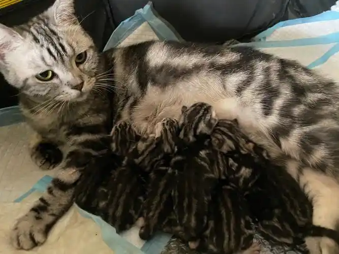 六胞胎求名字呀