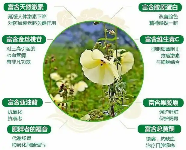 十个为什么 写美篇     金花葵富含各种维生素具有抗炎,镇疼等功效