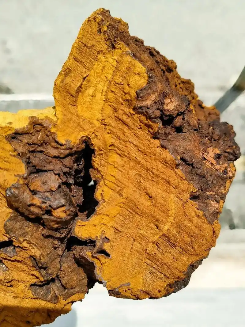 这样的西藏野生桑树桑黄,才是真正的捡大漏.