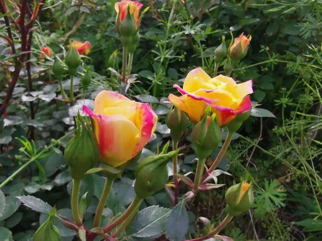 婴儿假面舞会,英文名baby masquerade,德国月季,微型灌木品种,株型