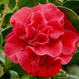 生活 微信花卉动态问候语表情图集 写美篇微信问候语和表情包在朋友圈