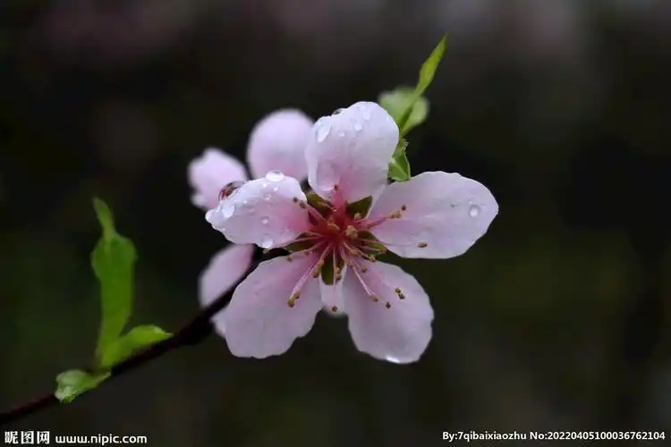 一朵桃花
