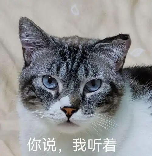 来一套自家傻猫的表情包