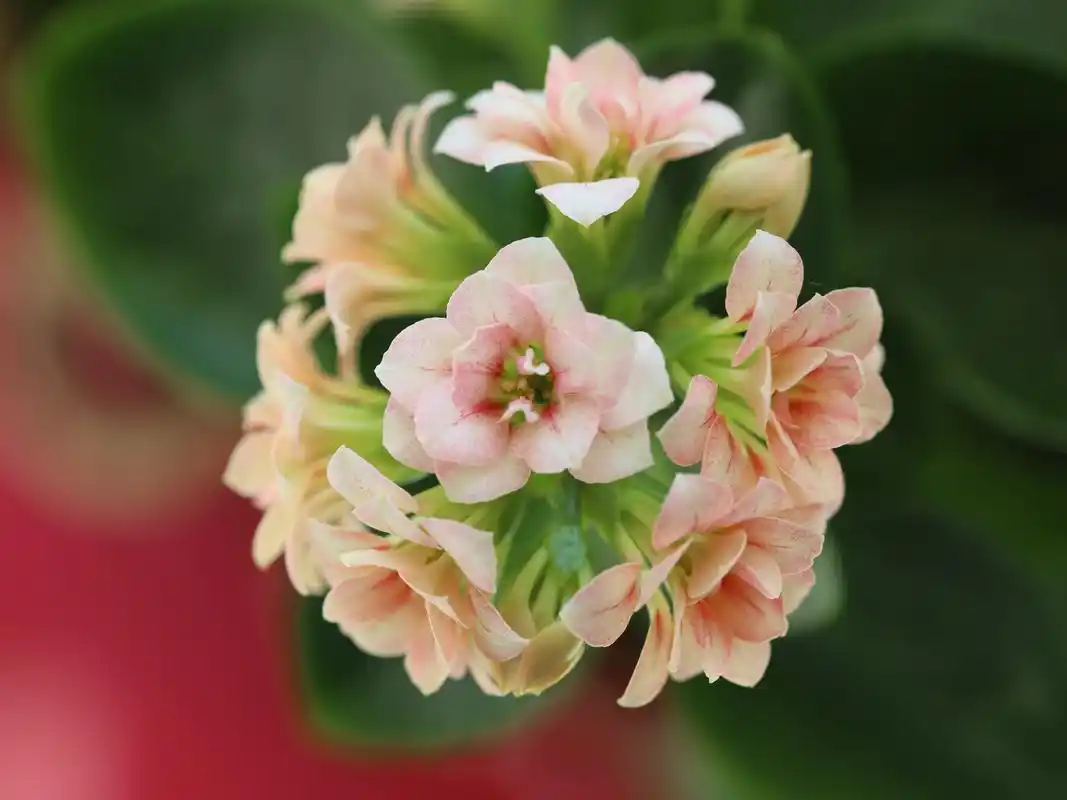 长寿花唯美微距摄影图片桌面壁纸