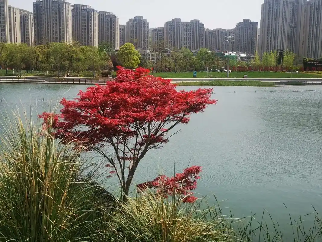 湖南长沙梅溪湖公园一日游攻略