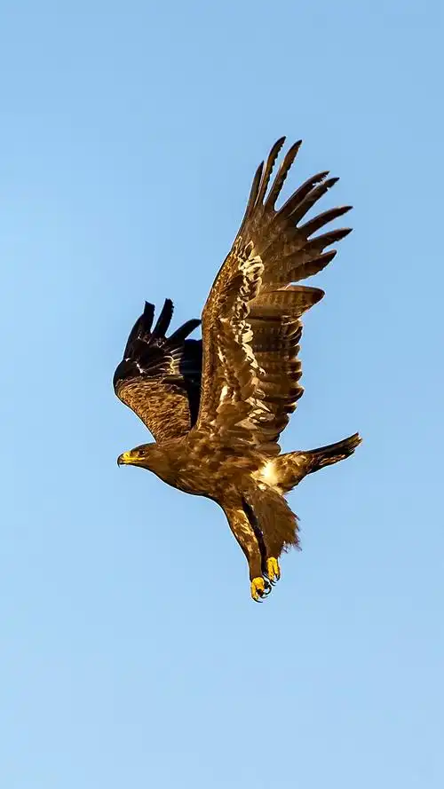 草原雄鹰 - 美篇