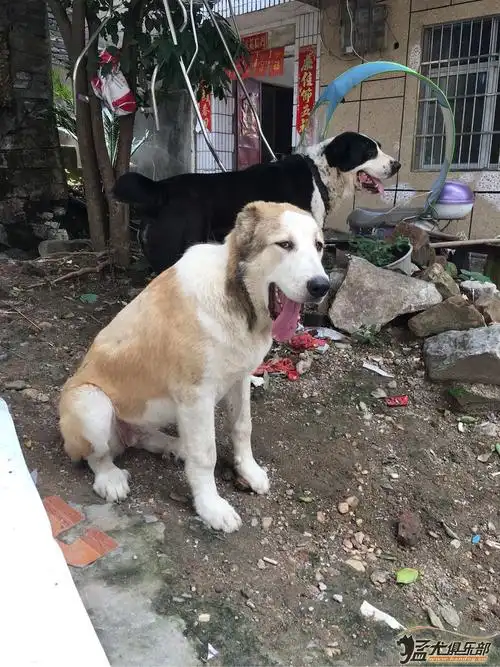 出售一只黄白花小母一只.