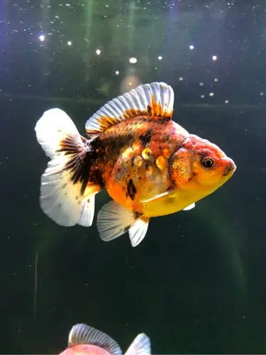 泰狮- 国粹金鱼 - cta南美水族