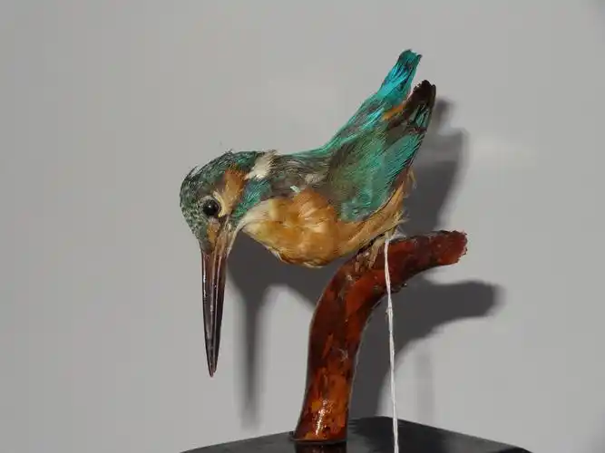 请教鸟类标本的制作.