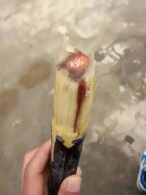 这种甘蔗能吃吗?吃了一口挺甜的.