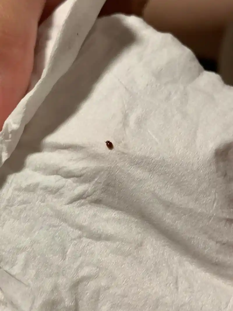 褐色的小虫子 家里发现有许多的褐色小虫子 非常非常的小 感觉是烟草