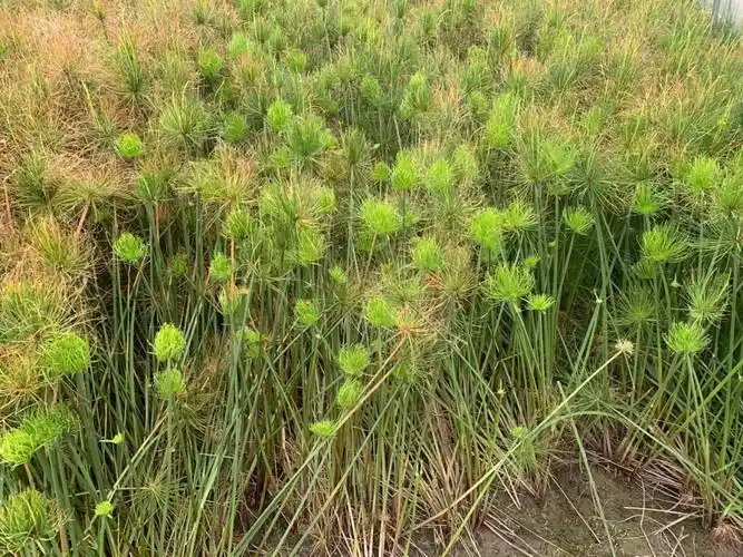 佳颖园艺纸莎草种植基地纸莎草价格
