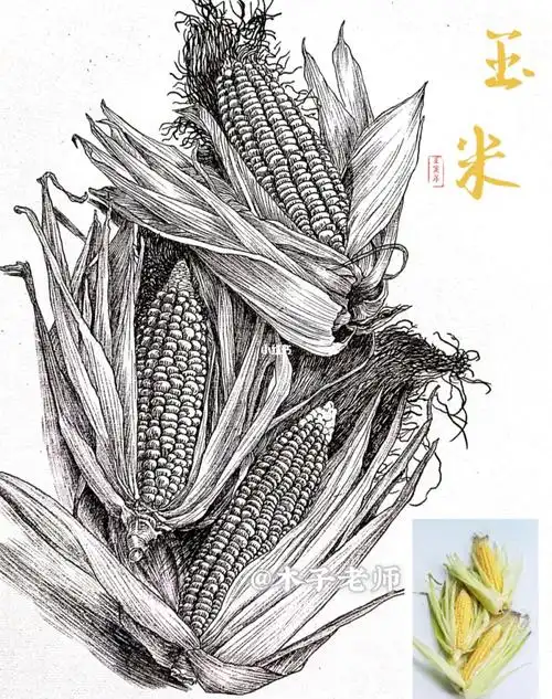 线描写生秋实之玉米