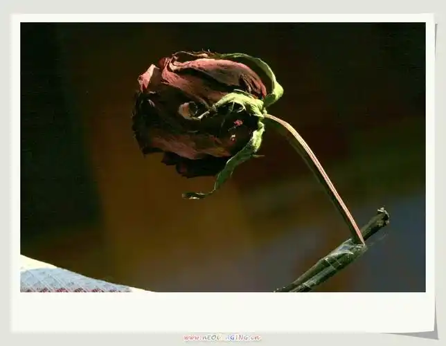 凋零的玫瑰