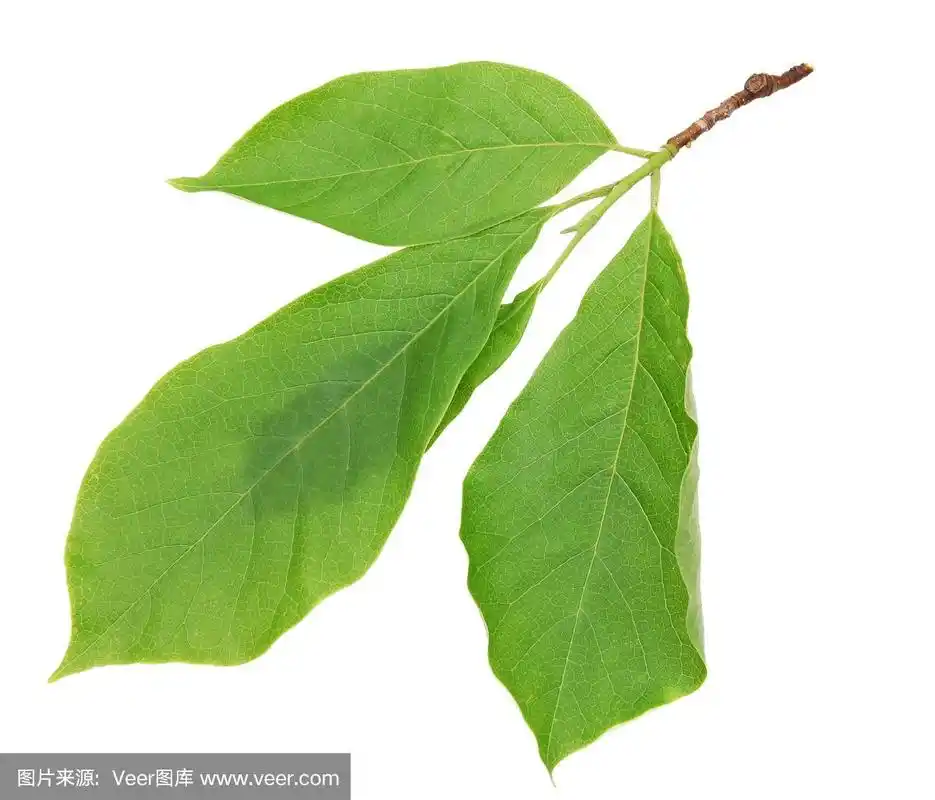 白玉兰枝与叶子孤立在白色背景上