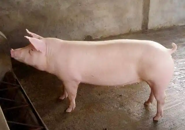 后备母猪发情不让配种怎么办?后备母猪多次配种不成功,原因在这