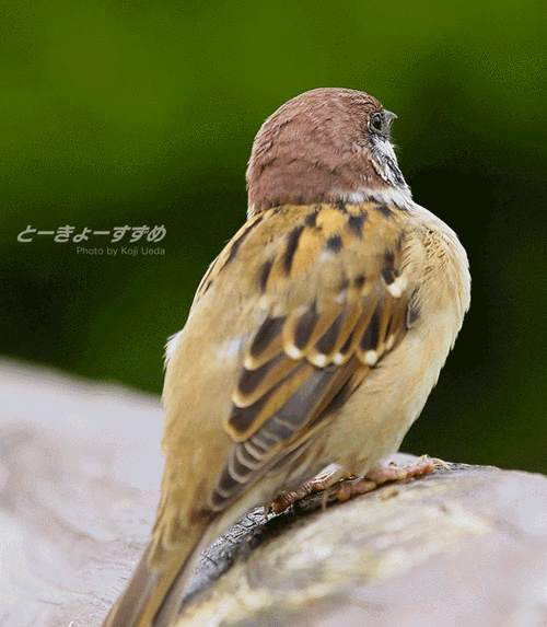 鸟张望飞翔gif动图_动态图_表情包下载_soogif