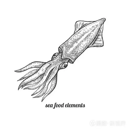 白色背景上的孤立图像鱿鱼.插画-正版商用图片0shjsh-摄图新视界