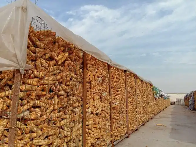 这一排排堆满的玉米架,一堆堆的金色玉米,是农村特有的风景.