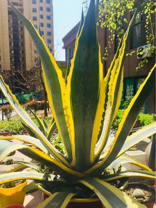 龙舌兰的养殖方法(龙舌兰的养殖方法和注意事项)