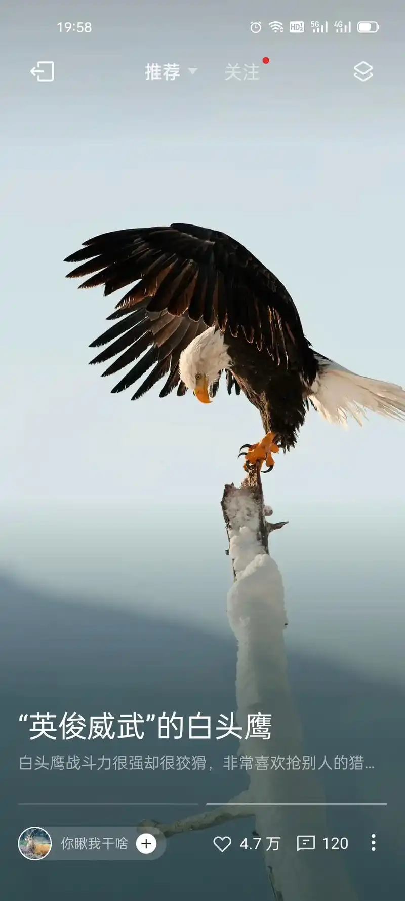白头鹰战斗力很强却很狡猾,非常喜欢抢别人的猎. 13: - 抖音