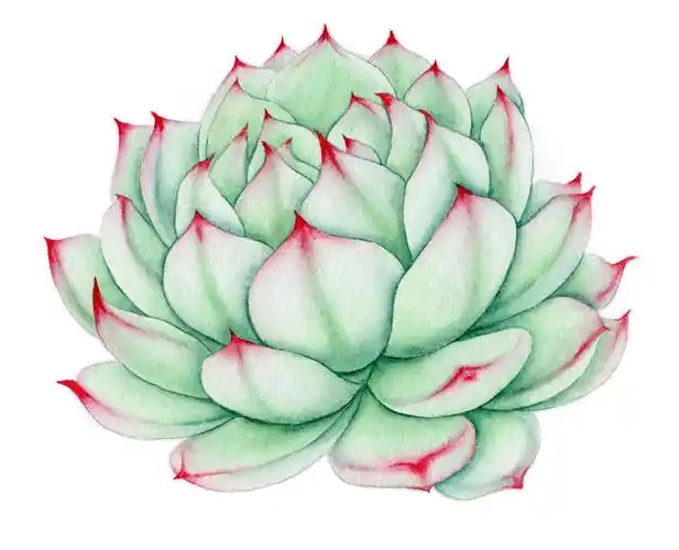 手绘水彩多肉植物插画