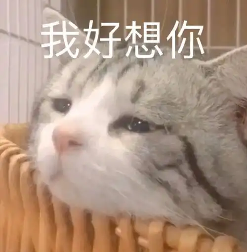 萌宠喵星人我好想你我真的很想你可爱憨憨gif动图_动态图_表情包下载