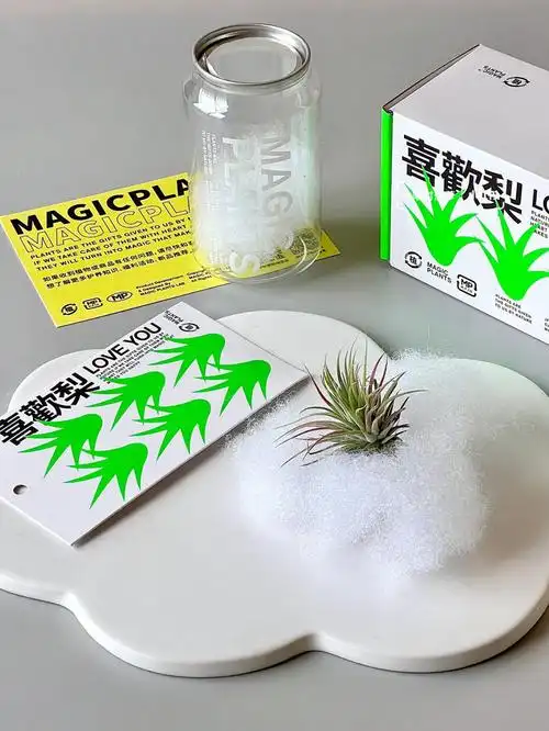 凤梨罐头总会过期但空气凤梨会陪我