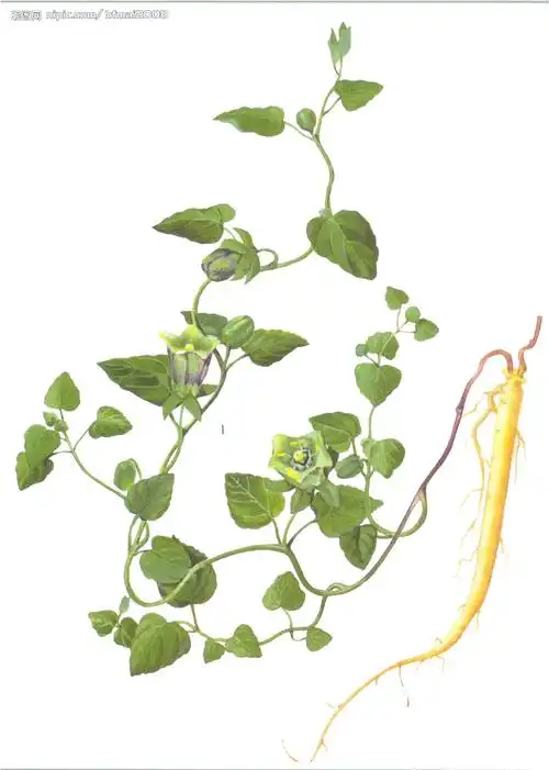 党参属, a target="_blank" href="/item/多年生">多年生 /a>草本植物