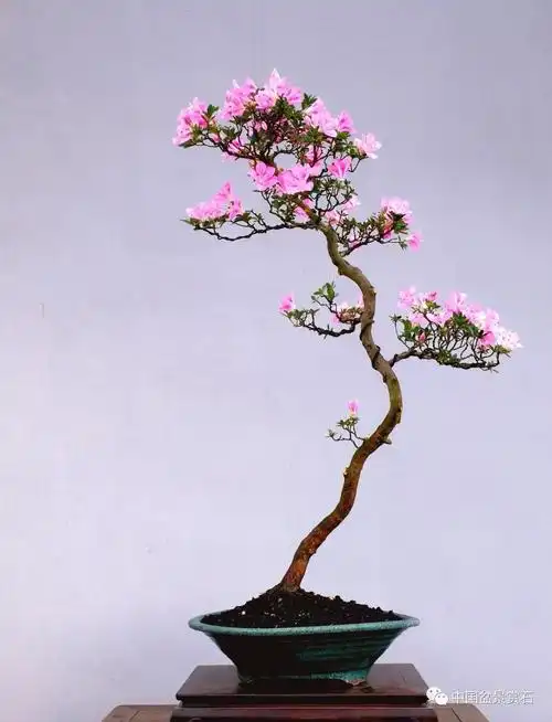 "云霓" 杜鹃 高87cm 徐昊作品